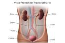 del <b>tracto urinario</b>