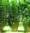  Bamboo -Sales.com offers Live Bamboo Plants, screening bamboo ... 