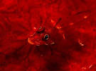 Life in Color: Red, Red Photos -- National Geographic