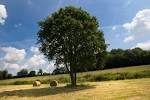 Arbre #