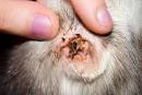 Road's End -Papillons - Phalenes: U-Ask: How to detect Ear Mites ...