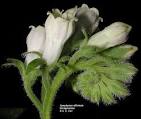 <b>Boraginaceae</b>