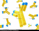 <b>Anticorpi</b>, cellule