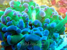 Frogspawn Coral   Euphyllia divisa