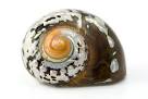 sea shell pronunciation