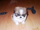 very cute baby dogs pictures
