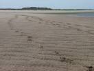 Hoof prints in the sand - via Daymix