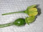 File:Male and female watermelon 1458.JPG - Wikipedia, the free ...