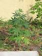 Cannabis cultivation - Wikipedia, the free encyclopedia