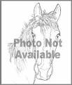 http://www.barrelhorseworld.com/images/photonotavailable.jpg