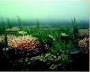 The Philosophy of Evolution: Cambrian Explosion | New Discoveries ...