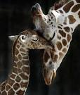 Second Baby Giraffe Born in Less Than Two Months at the Memphis ...