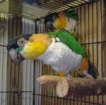 File:Black-headed Caique adult pets in cage.JPG - Wikipedia, the ...