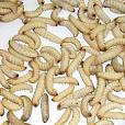 Waxworm Pictures