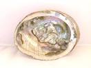  Abalone Shell Smudging Bowl 5 - 6 inches