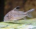 Corydoras | My Pets