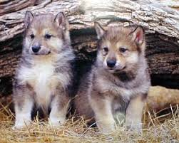 Wolf pups, Jason Frey