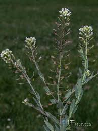 Image result for "Lepidium villarsii subsp. reverchonii"