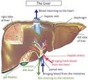Pain Center of Orlando - Liver Detox