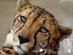 http://wish.hr/flash/animal-pictures-488.jpg
