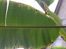 Is this Mysore? - Bananas.