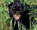 panther6.jpg