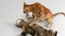 Cat's Pride Fresh &amp; Light | The Inspiration Room