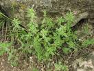 Hedeoma acinoides