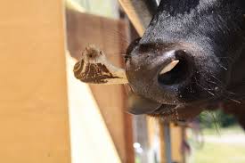 鼻輪　|HAKIDZEL リングクランプ 牛鼻ペンチ 金属製鼻輪 家畜の鼻輪 牛用牽引リング 吸い込み防止鼻リング 牛の離乳ツール 牛の鼻輪 牛用鼻輪  パンチなし ステンレス鋼 ブルノーズリング