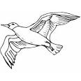 Seagull coloring page