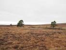 The odd tree breaks the bleak landscape of the Dava Moor. In a couple of - via Daymix