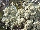 (Synonym: Parmelia conspersa) - via Daymix
