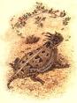 Horned Lizards