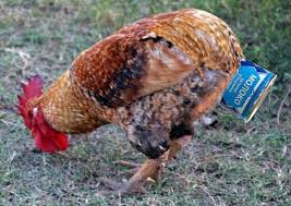 images?q=tbn:ANd9GcRVVZhirjjY4-pc3WVcoELwhdBUvMjEZE4LI2QrZ67ao46pomhD0Q