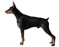 Guard Dog Training | Family Watch Dogs | Protection Dogs ...
