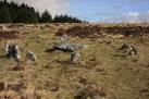 Behind and to the left can be seen another circle of stones. - via Daymix