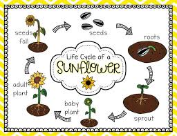 Image result for life cycle of a sunflower