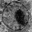 Cell nucleus - Wikipedia, the free encyclopedia