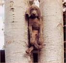 stuck animals