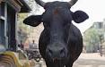 <b>Bovine spongiform</b>