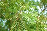 File:<b>Azadirachta</b> Indica.JPG