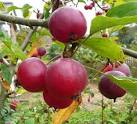 Crab apples, Malus sp. These brightly-coloured little beauties won't last - via Daymix