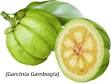 <b>garcinia cambogia</b> fruit
