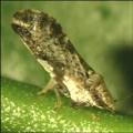 Subtropical Insects Research : People &amp; Places