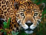 Felines - National Geographic Wallpaper (6909276) - Fanpop