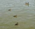 Ducklings are cute, but kids - via Daymix