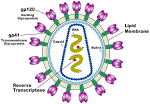 On 'curing' <b>HIV</b>: Read the fine