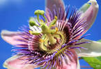 FLOWER PHOTOGRAPHY, flower prints, floral photographs, flora ...