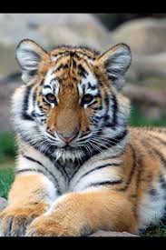 pretty kitty!!! - Tigers Photo (25208253) - Fanpop fanclubs - pretty-kitty-tigers-25208253-640-960