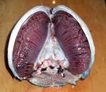 File:Tuna Gills in Situ 01.jpg - Wikipedia, the free encyclopedia